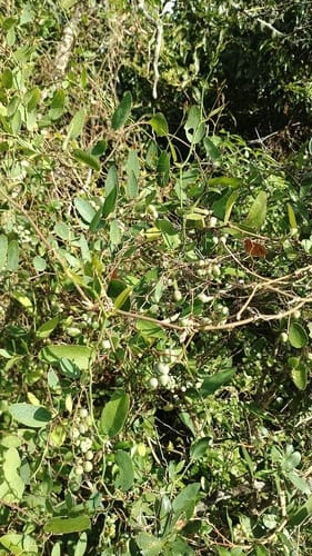 Smilax campestris — photo