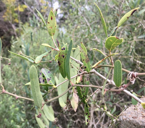 Smilax campestris
