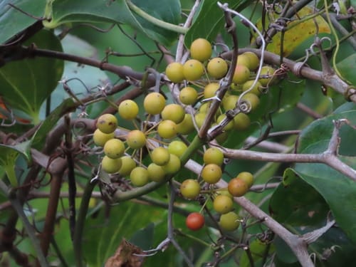 Smilax china (Sun Moon Vine) — photo