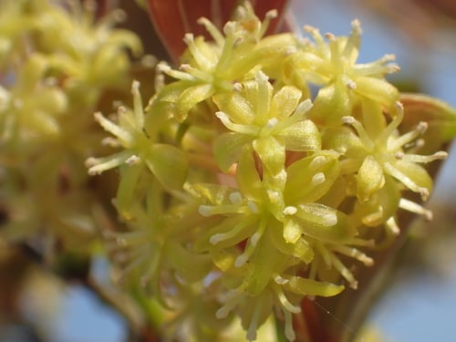 Smilax china