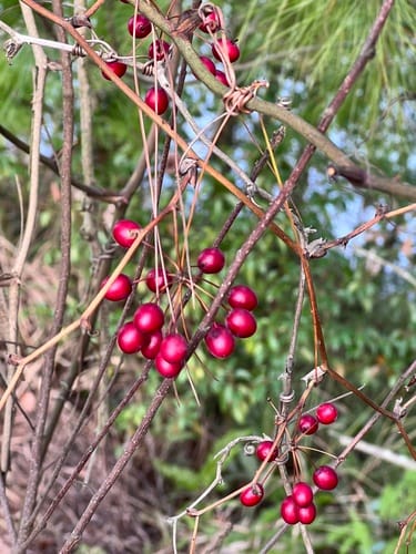 Smilax china (Sun Moon Vine) — photo