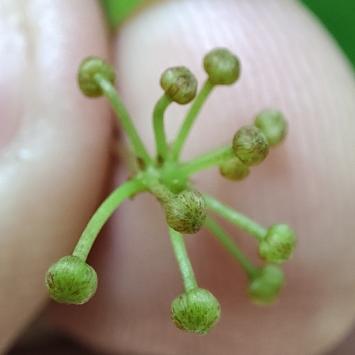 Smilax cissoides — photo