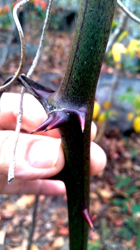 Smilax cissoides — photo