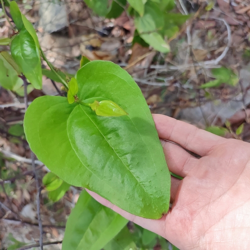 Smilax cissoides