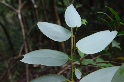 Smilax corbularia — photo