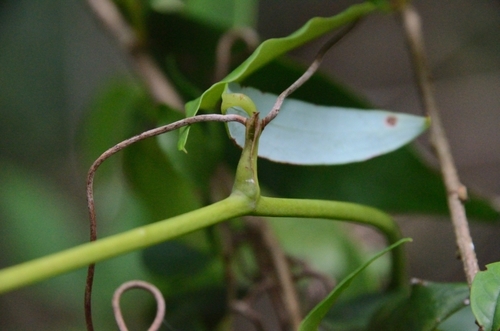 Smilax corbularia — photo