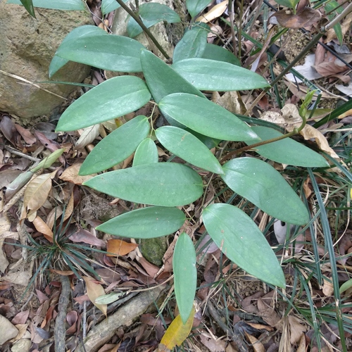 Smilax corbularia