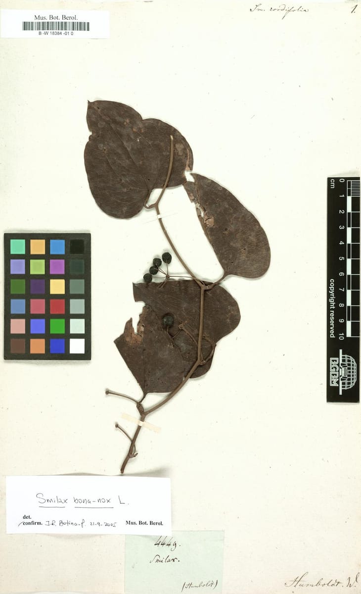 Smilax cordifolia — photo