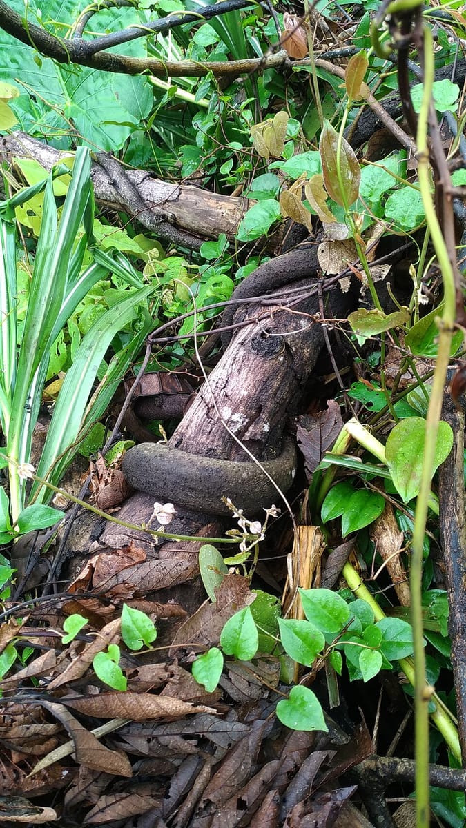 Smilax cordifolia — photo