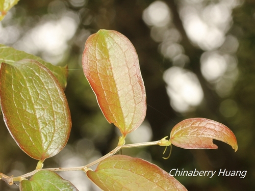 Smilax discotis (Tuo bing ba qia) — photo