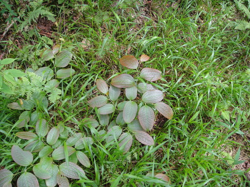 Smilax discotis