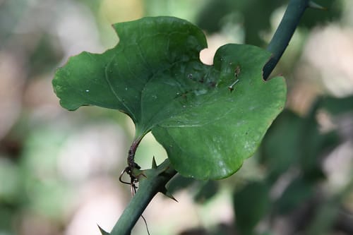 Smilax excelsa (Melocan) — photo