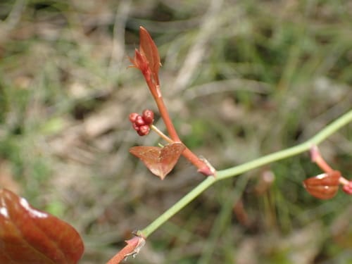 Smilax excelsa (Melocan) — photo