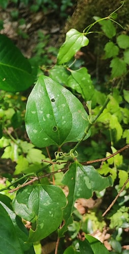 Smilax excelsa