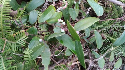 Smilax glabra — photo