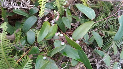 Smilax glabra — photo