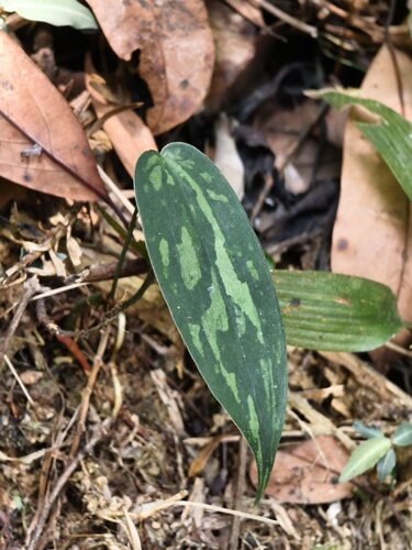 Smilax glabra