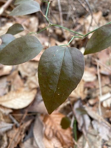 Smilax glauca (Cat greenbrier) — photo