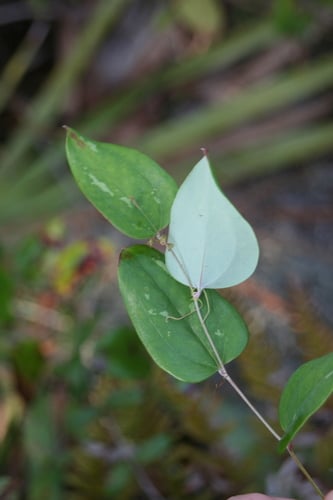 Smilax glauca