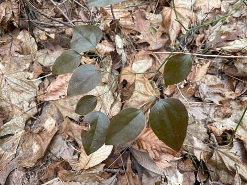 Smilax glauca (Cat greenbrier) — photo