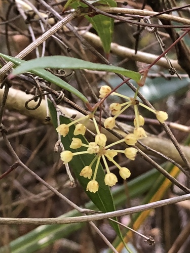 Smilax glyciphylla (Sweet tea) — photo