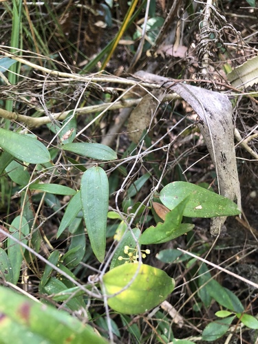 Smilax glyciphylla (Sweet tea) — photo