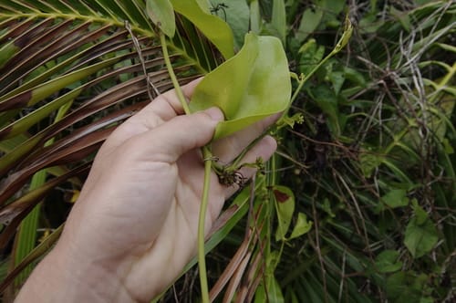 Smilax guianensis — photo