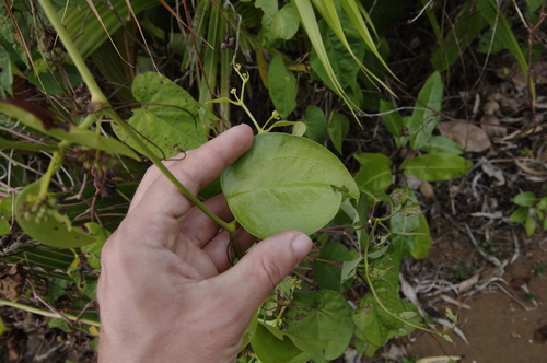 Smilax guianensis