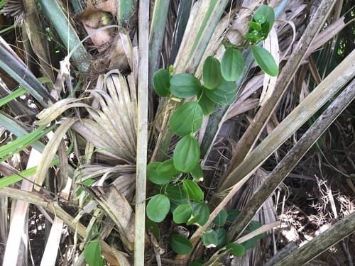 Smilax havanensis (Everglades greenbrier) — photo
