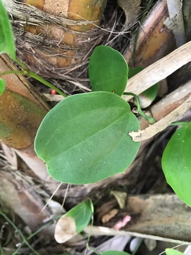 Smilax havanensis (Everglades greenbrier) — photo