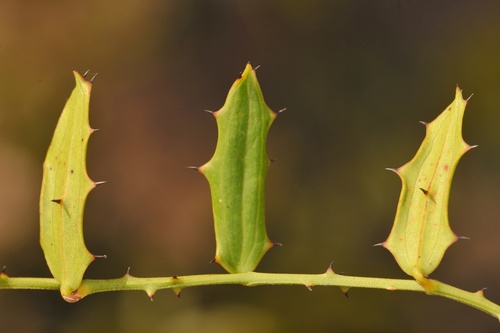 Smilax havanensis
