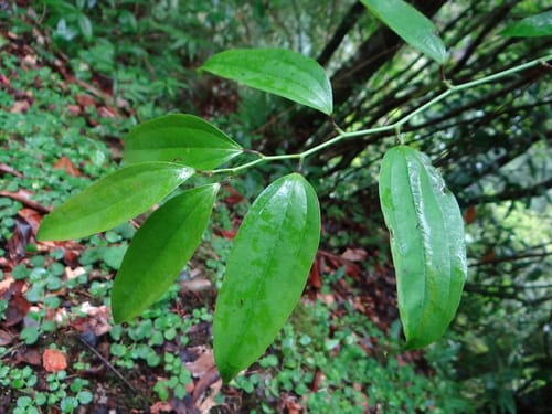 Smilax lanceifolia — photo