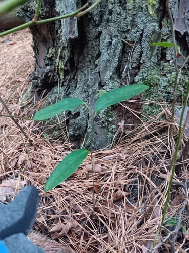 Smilax laurifolia (Laurel greenbrier) — photo
