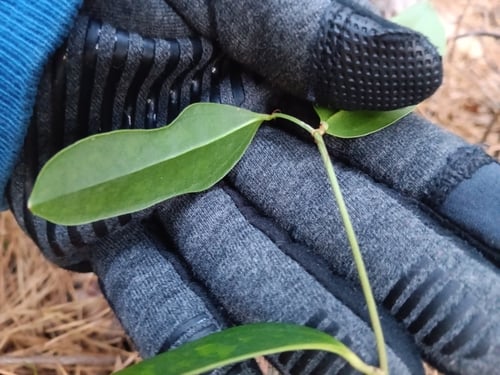 Smilax laurifolia (Laurel greenbrier) — photo