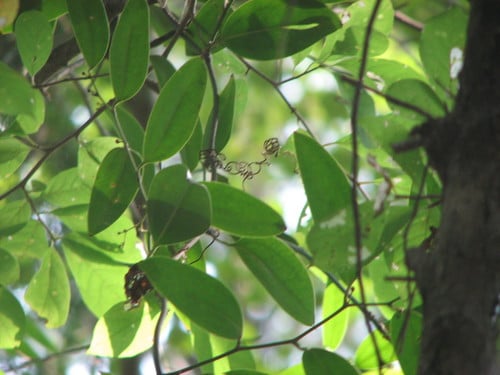 Smilax laurifolia