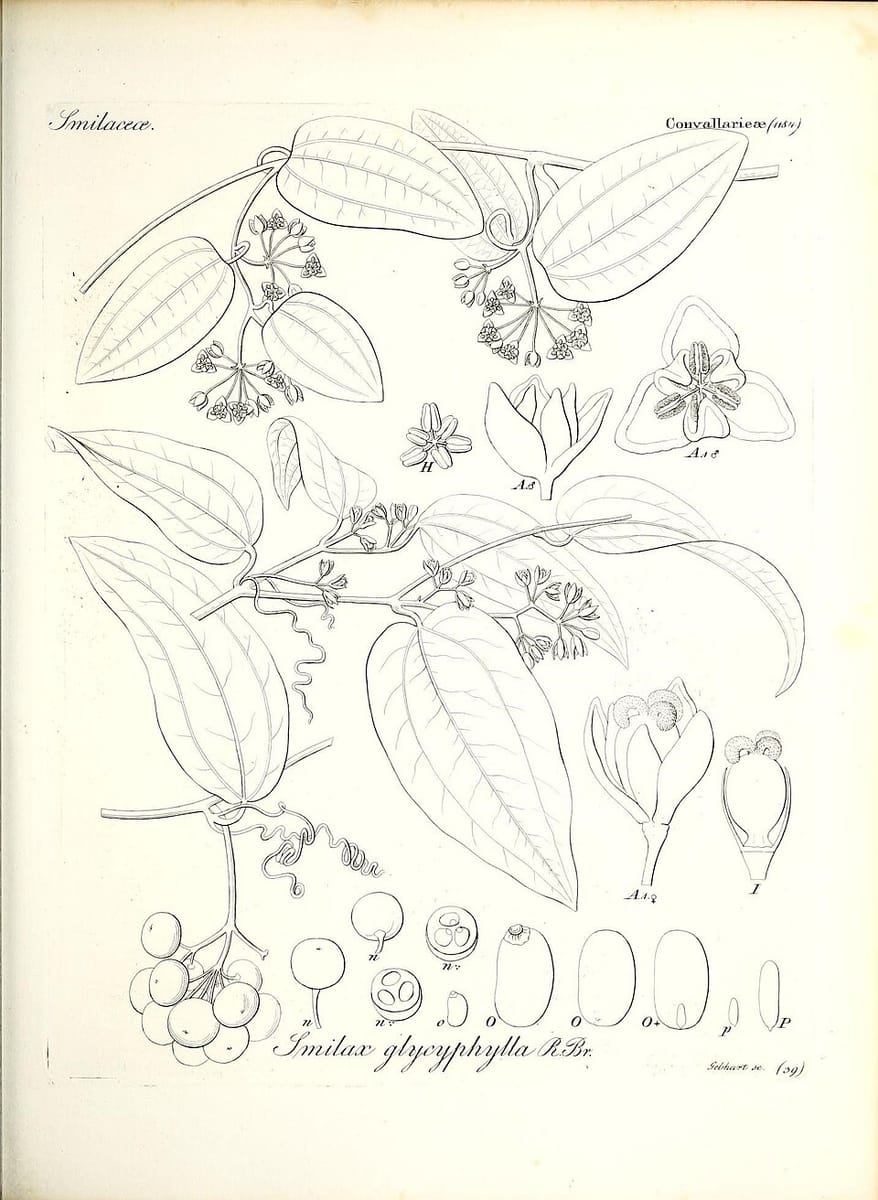 Smilax leucophylla (Canar sarsaparilla) — photo