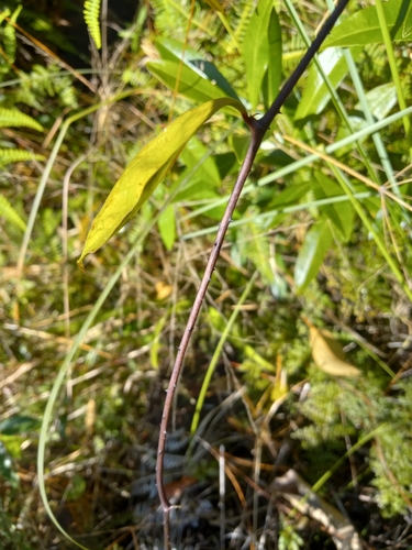 Smilax longifolia (Sarsaparilla) — photo
