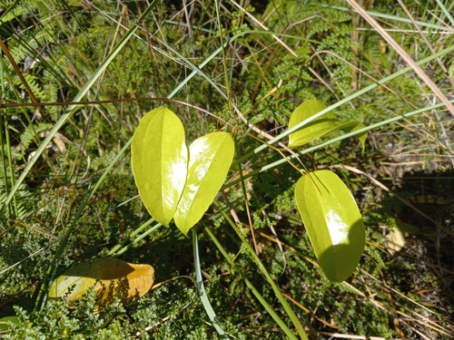 Smilax longifolia
