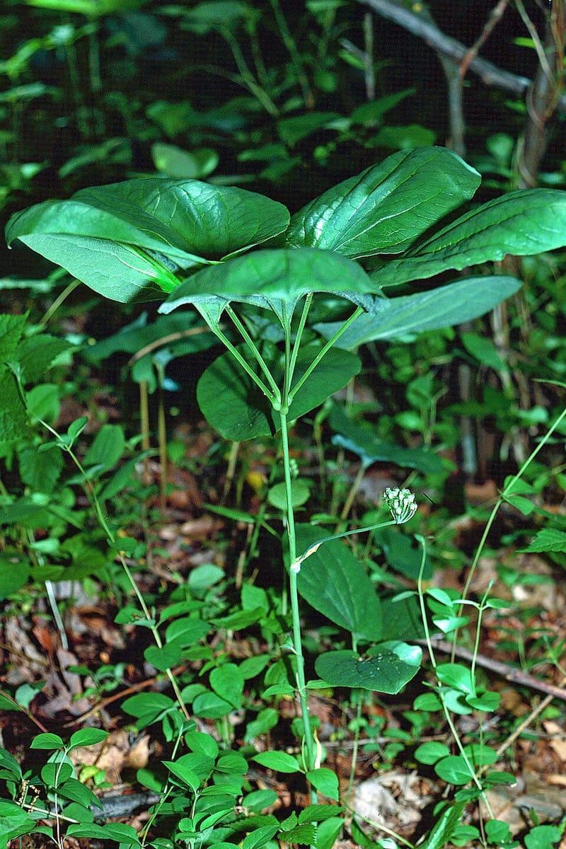 Smilax longifolia (Sarsaparilla) — photo