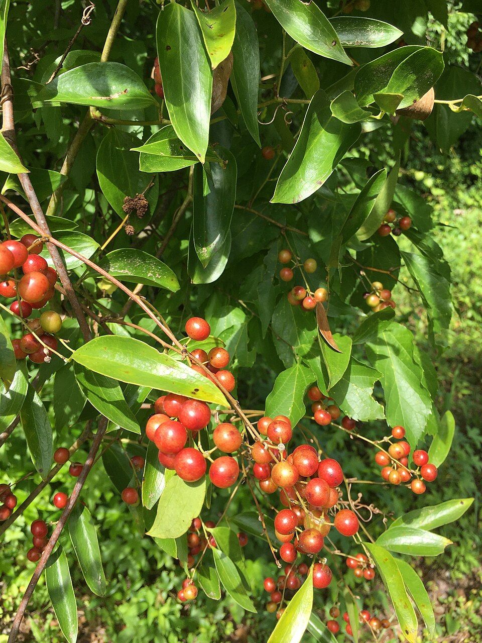 Smilax maritima (Jackson's brier) — photo