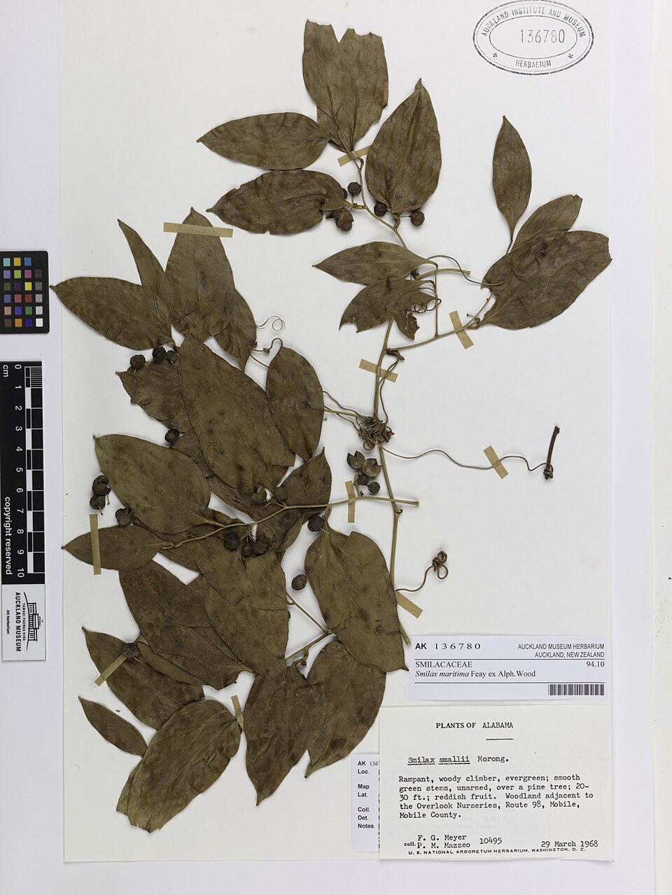 Smilax maritima