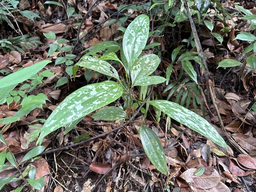 Smilax megacarpa (Da guo ba qia) — photo