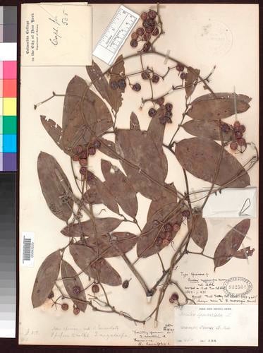 Smilax megacarpa (Da guo ba qia) — photo