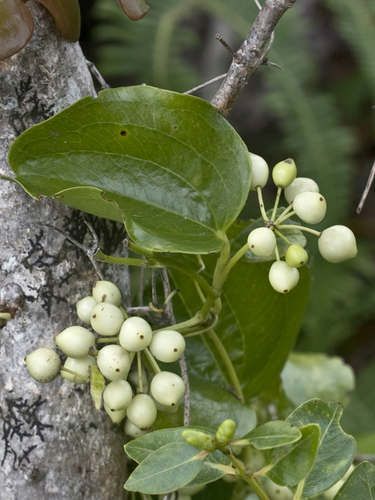 Smilax melastomifolia (Uhi) — photo