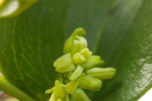 Smilax melastomifolia (Uhi) — photo