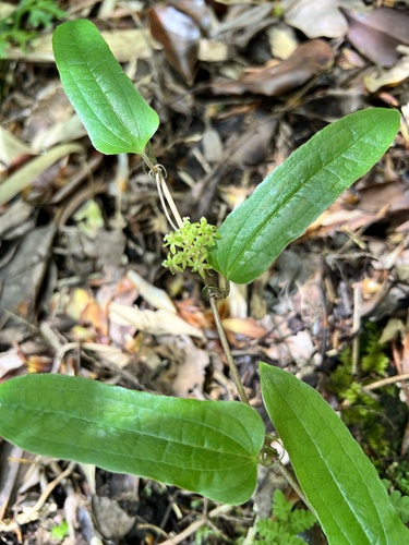 Smilax nipponica (Carrion Flower) — photo