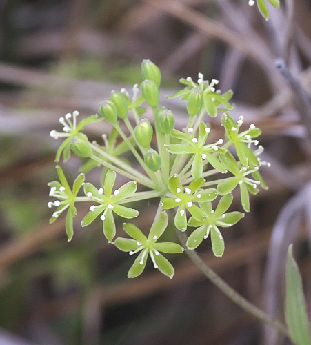 Smilax nipponica (Carrion Flower) — photo