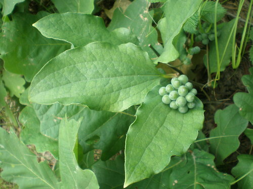 Smilax nipponica