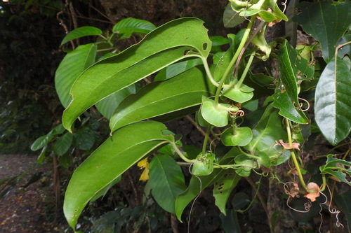 Smilax ocreata — photo