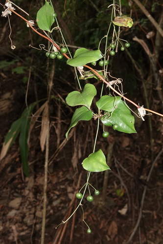 Smilax ocreata — photo